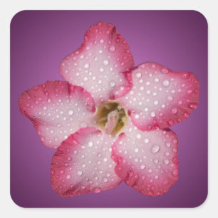 Pegatina Cuadrada Adenium Flor Rosa Flora Gradiente Violeta