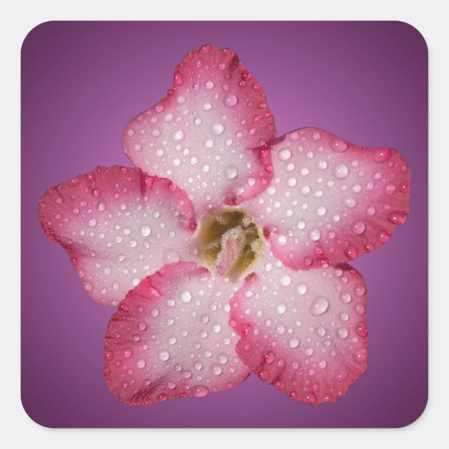 Pegatina Cuadrada Adenium Flor Rosa Flora Gradiente Violeta (Anverso)