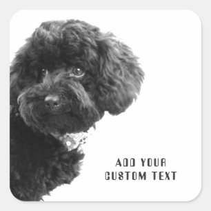 Pegatina Cuadrada ©Adorable Black Poodle Puppy Personalizado Pegatin