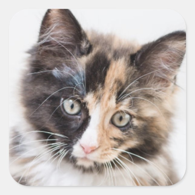 Pegatina Cuadrada Adorable Calico Kitten (Anverso)