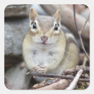 Pegatina Cuadrada Adorable Chipmunk Sonriendo