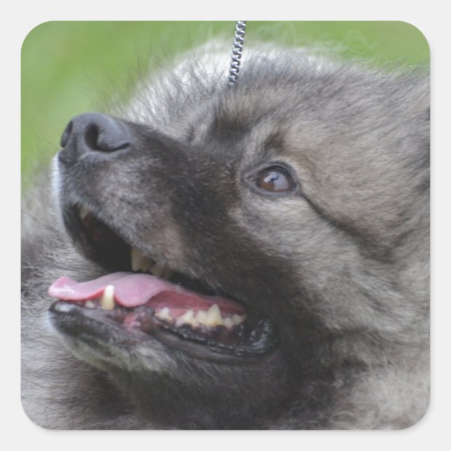 Pegatina Cuadrada Adorable Keeshond (Anverso)