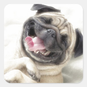 Pegatina Cuadrada Adorable Laughing Pug diseño