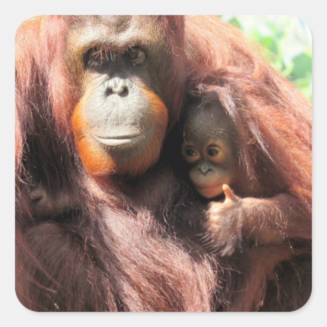 Pegatina Cuadrada Adorable madre de orangután y bebé con pulgares ar (Anverso)
