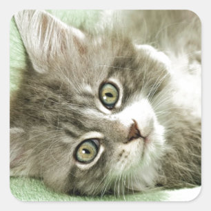 Pegatina Cuadrada Adorable Papel Gris Gris Gris Tabby Kitten Paw Tap