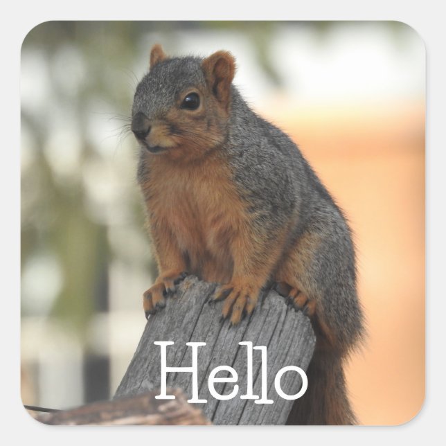Pegatina Cuadrada Adorable Squirrel Photograph | Hola (Anverso)