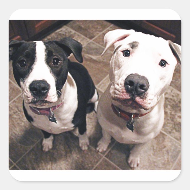 Pegatina Cuadrada adorables cachorros de pitbull perros (Anverso)