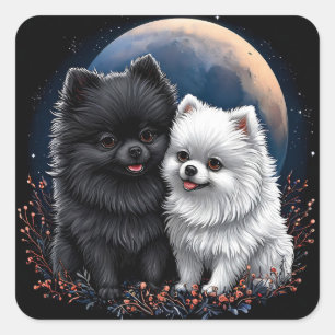 Pegatina Cuadrada Adorables cachorros de Pomerania negros y blancos
