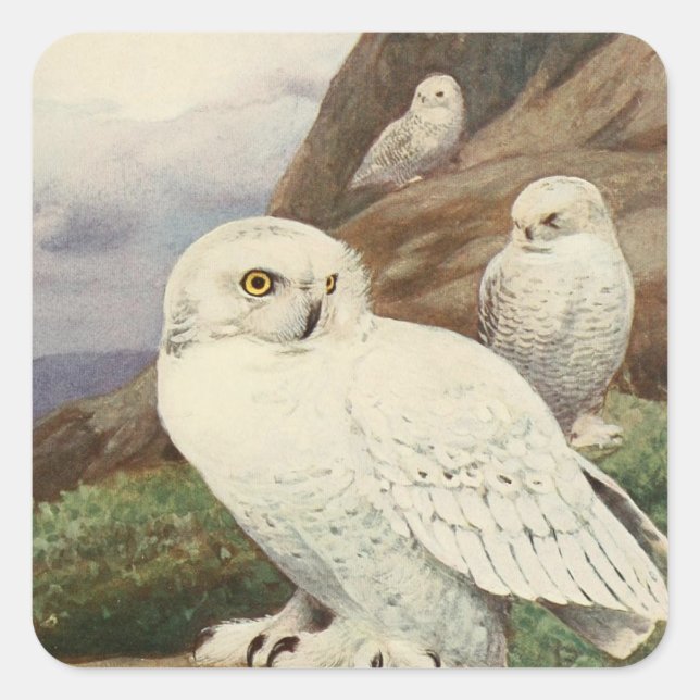 Pegatina Cuadrada adoradores de búho vintage lindos (Anverso)