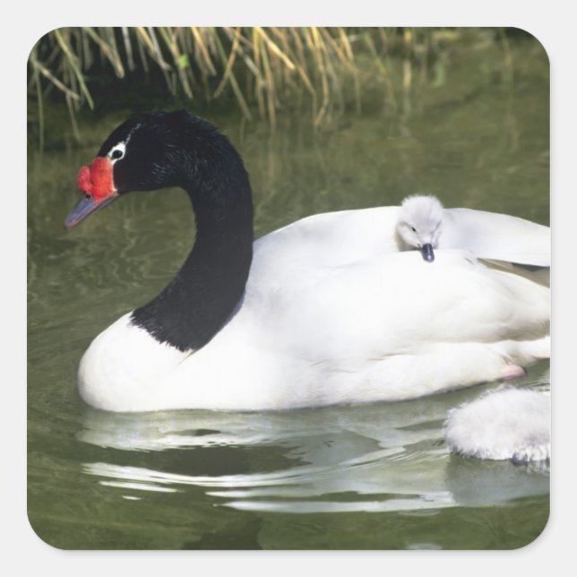 Pegatina Cuadrada Adulto ciego de cuello negro y ciñetes en agua. (Anverso)
