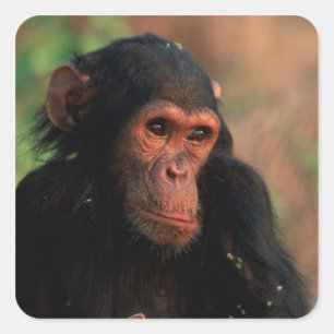 Pegatina Cuadrada África, África oriental, Tanzania