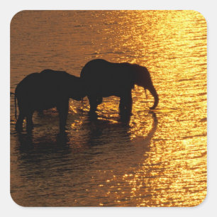 Pegatina Cuadrada África, Botsuana, Delta del Okavango. Africano