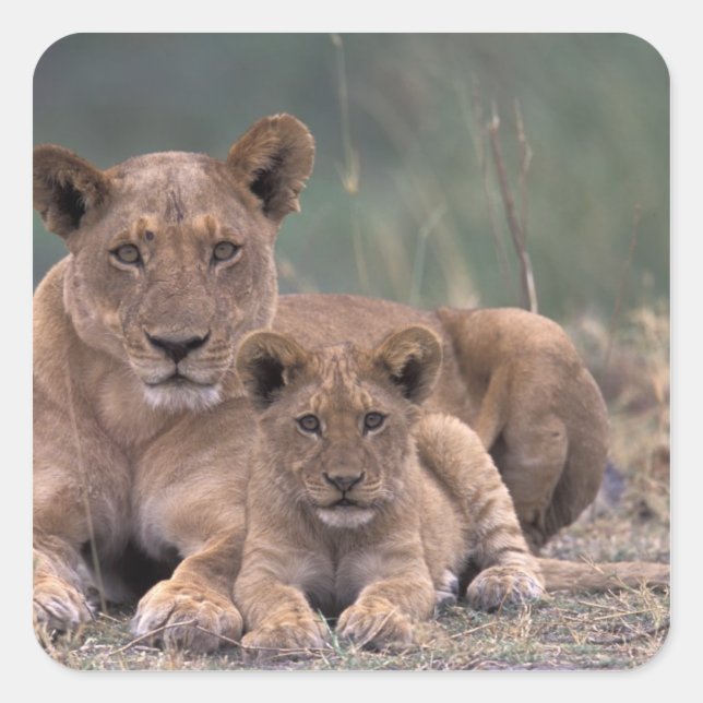 Pegatina Cuadrada África, Botsuana, Delta del Okavango. Leones (Anverso)