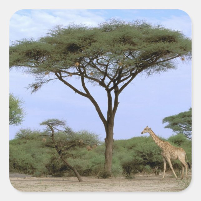 Pegatina Cuadrada África, Botsuana, Delta del Okavango. Sur (Anverso)