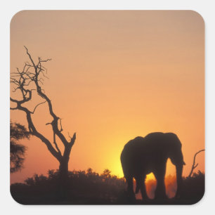Pegatina Cuadrada África, Botsuana, Parque Nacional Chobe, Atardecer