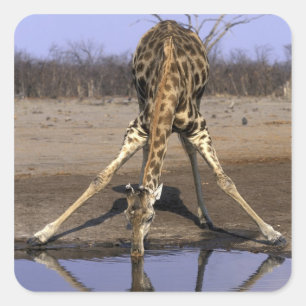 Pegatina Cuadrada África, Botsuana, Parque Nacional Chobe, Jirafa