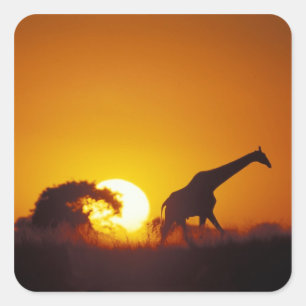 Pegatina Cuadrada África, Botsuana, Parque Nacional Chobe, Jirafa 2