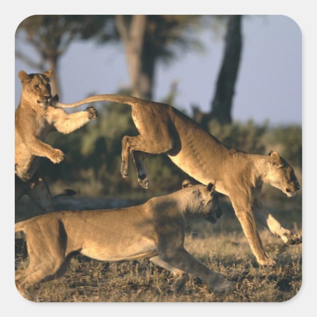 Pegatina Cuadrada África, Botsuana, Parque Nacional Chobe, Leonas (Anverso)