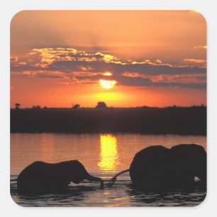 Pegatina Cuadrada África, Botsuana, Parque Nacional Chobe, Manada