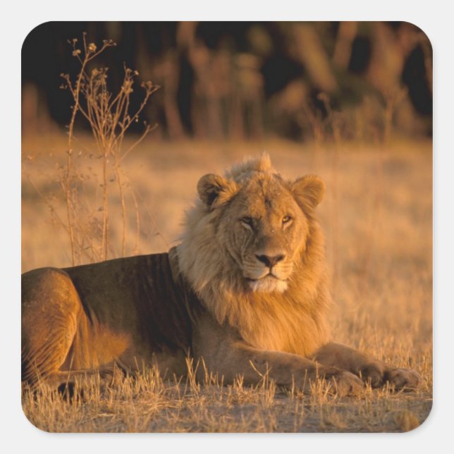 Pegatina Cuadrada África, Botswana, Delta del Okavango. León (Panthe (Anverso)