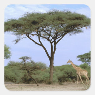 Pegatina Cuadrada África, Botswana, Delta del Okavango. Sur