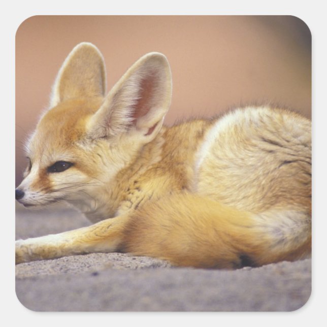 Pegatina Cuadrada África del Norte. Fennec Fennecus zerda) (Anverso)