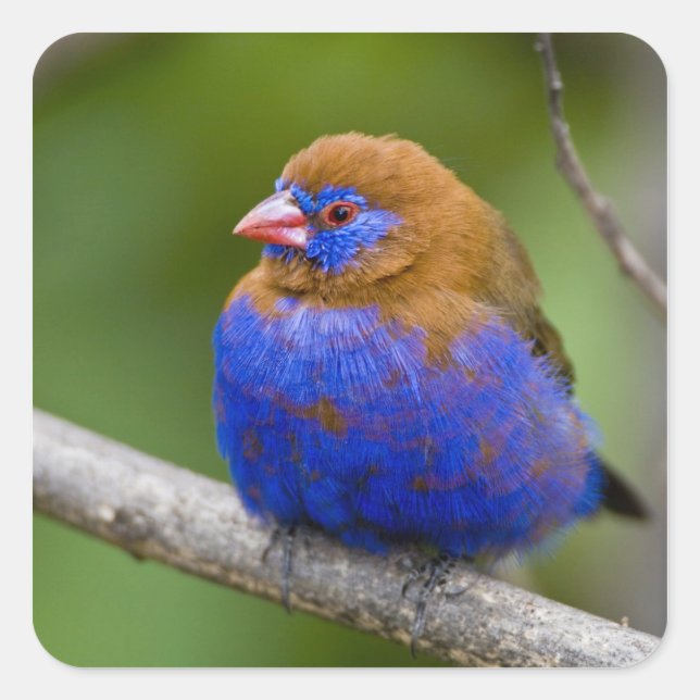 Pegatina Cuadrada África. Kenia. Granadero púrpura (Anverso)