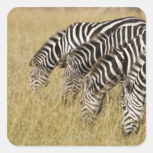 Pegatina Cuadrada África, Kenia, Maasai Mara