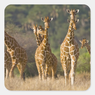 Pegatina Cuadrada África. Kenia. Manada de jirafas reticuladas
