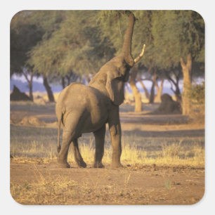 Pegatina Cuadrada África, Kenia, Masai Mara. Elefante (Loxodonta)