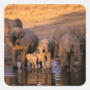 Pegatina Cuadrada África, Kenia, Masai Mara. Elefantes (Loxodonta)