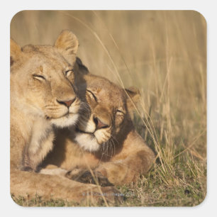 Pegatina Cuadrada África, Kenia, Masai Mara Game Reserve, Joven
