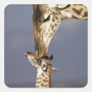 Pegatina Cuadrada África, Kenia, Masai Mara. Jirafas (Giraffa