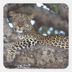 Pegatina Cuadrada África. Kenia. Masai Mara. Leopardo (Panthera)
