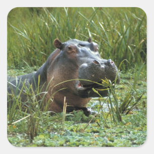 Pegatina Cuadrada África, Kenia, Masai Mara NR. Una madre hipopótamo