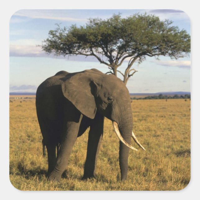 Pegatina Cuadrada África, Kenia, Masai Mara. Un elefante en el (Anverso)