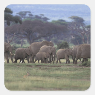 Pegatina Cuadrada África, Kenia, Parque Nacional Amboseli. Africano 