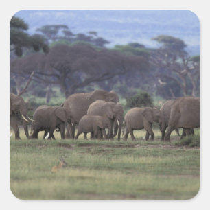 Pegatina Cuadrada África, Kenia, Parque Nacional Amboseli. Africano 