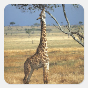 Pegatina Cuadrada África, Kenia, Parque Nacional Amboseli. Una jiraf