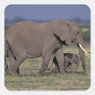 Pegatina Cuadrada África, Kenia, Parque Nacional de Amboseli. Africa