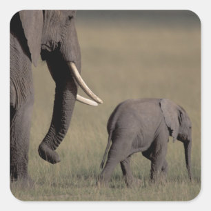 Pegatina Cuadrada África, Kenia, Parque Nacional de Amboseli. Africa