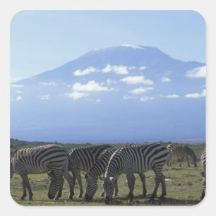 Pegatina Cuadrada África, Kenia, Parque Nacional de Amboseli, Manada