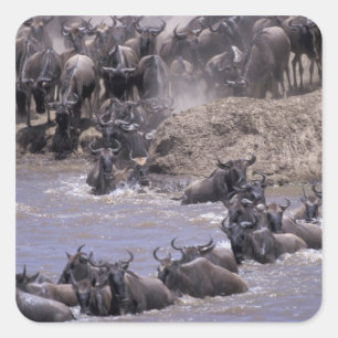 Pegatina Cuadrada África, Kenia, Parque Nacional Masai Mara.