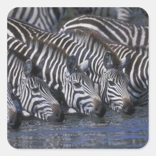 Pegatina Cuadrada África, Kenia, Reserva de caza Masai Mara, Llanura