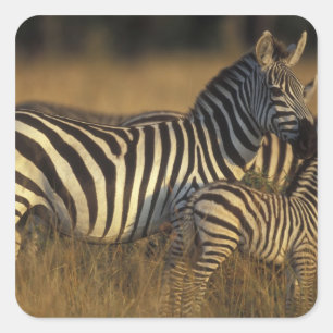 Pegatina Cuadrada África, Kenia, Reserva de caza Masai Mara. Llanura