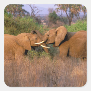 Pegatina Cuadrada África, Kenia, Samburu. Desafío de elefante