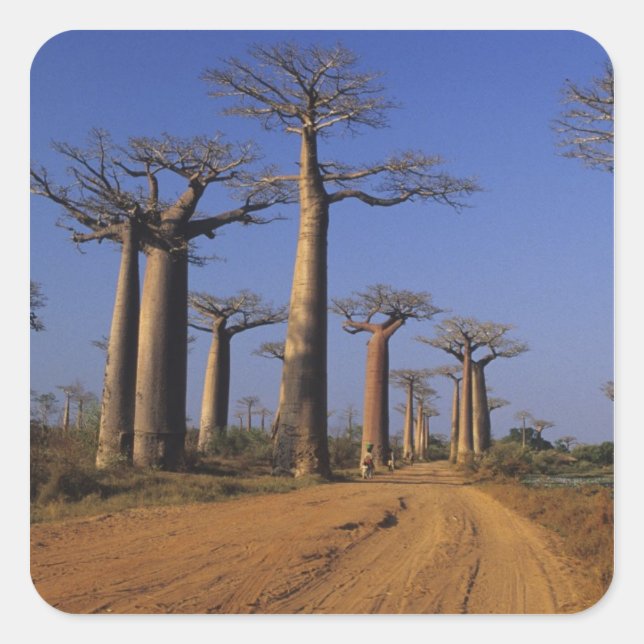 Pegatina Cuadrada África, Madagascar, Morondava, Avenida Baobab. (Anverso)