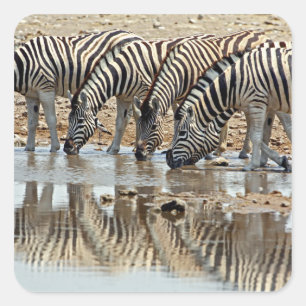 Pegatina Cuadrada África, Namibia, Etosha NP. Cebra de Burchell
