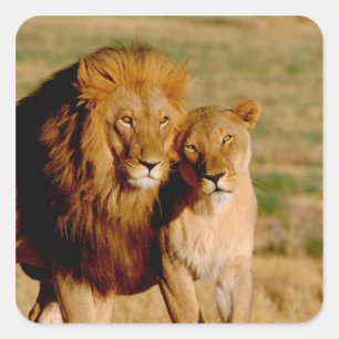 Pegatina Cuadrada África, Namibia, Okonjima. León y leona