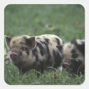 Pegatina Cuadrada África, Sudáfrica, cerca de Gansbaii Doméstico